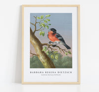 
              Barbara Regina Dietzsch - Goudvink (Eurasian Bullfinch)
            
