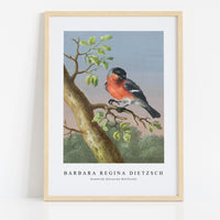 Barbara Regina Dietzsch - Goudvink (Eurasian Bullfinch)