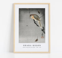 
              Ohara Koson - Buffalo wing shrike and spider (1900 - 1930) by Ohara Koson (1877-1945)
            