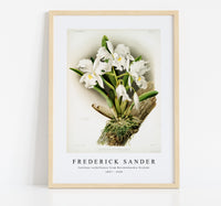 
              Frederick Sander - Cattleya rochellensis from Reichenbachia Orchids-1847-1920
            