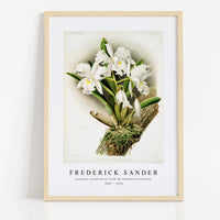 Frederick Sander - Cattleya rochellensis from Reichenbachia Orchids-1847-1920