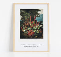 
              Robert John Thornton - The Maggot–Bearing Stapelia from The Temple of Flora (1807)
            