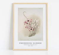 
              Frederick Sander - Dendrobium (hybridum) venus-1847-1920
            