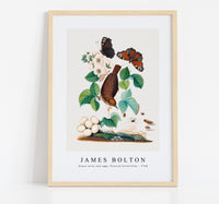 
              James Bolton - House wren and eggs, Peacock butterflies 1768
            