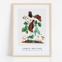 James Bolton - House wren and eggs, Peacock butterflies 1768