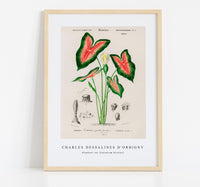 
              Charles Dessalines D'Orbigny - Elephant ear (Caladium bicolor)
            