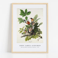 John James Audubon - American Robin from Birds of America (1827)