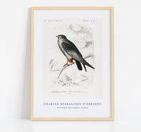 
              Charles Dessalines D'Orbigny - Red-footed Falcon (Falco rufipes)
            