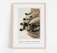 
              John James Audubon - Republican, or Cliff Swallow from Birds of America (1827)
            