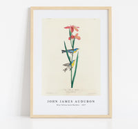 
              John James Audubon - Blue Yellow back Warbler from Birds of America (1827)
            