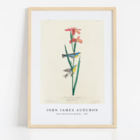 John James Audubon - Blue Yellow back Warbler from Birds of America (1827)