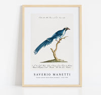 
              Saverio Manetti - Cucule celeste della China (Cuckoo) 1723-1785
            