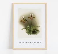 
              Frederick Sander - Cypripedium lathamianum inversum from Reichenbachia Orchids-1847-1920
            