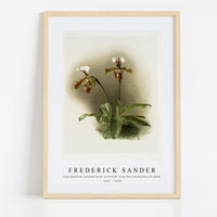 Frederick Sander - Cypripedium lathamianum inversum from Reichenbachia Orchids-1847-1920