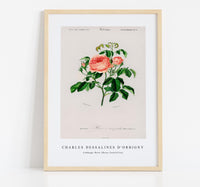 
              Charles Dessalines D'Orbigny - Cabbage Rose (Rosa Centifilia)
            