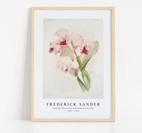 
              Frederick Sander - Cattleya lawrenceana from Reichenbachia Orchids-1847-1920
            