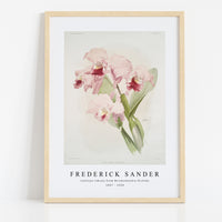 Frederick Sander - Cattleya lawrenceana from Reichenbachia Orchids-1847-1920