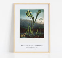 
              Robert John Thornton - American Bog Plants from The Temple of Flora (1807)
            