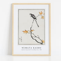 Numata Kashu - Japanese Long-tailed Tit and Maple Tree illustration from Pictorial Monograph of Birds (1885)