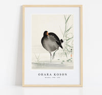 
              Ohara Koson - Moorhen (1900 - 1930) by Ohara Koson (1877-1945)
            