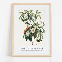John James Audubon - Bachman's Warbler from Birds of America (1827)