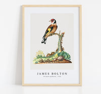 
              James Bolton - European goldfinch 1768
            
