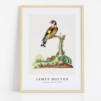 James Bolton - European goldfinch 1768