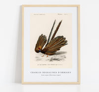 
              Charles Dessalines D'Orbigny - Great argus (Phasianus argus)
            