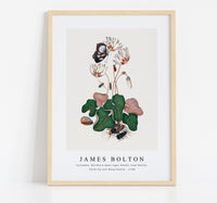 
              James Bolton - Cyclamen, Northern dune tiger beetle, Leaf beetle, Flesh fly and Wasp beetle 1768
            