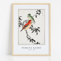 Numata Kashu - Crossbill illustration from Pictorial Monograph of Birds (1885)