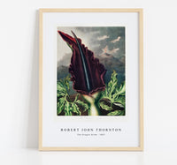 
              Robert John Thornton - The Dragon Arum from The Temple of Flora (1807)
            