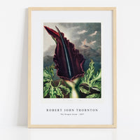 Robert John Thornton - The Dragon Arum from The Temple of Flora (1807)
