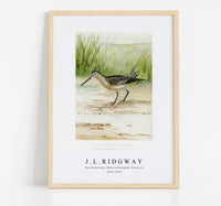 
              J L Ridgway - The Dowitcher (Macrorhamphus Griseus) 1859-1947
            