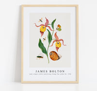 
              James Bolton - Lady's slipper orchid, tiphiid wasp, Orange Tip, soldier fly 1768
            