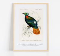 
              Charles Dessalines D'Orbigny - Himalayan monal (Lophophorus refulgens)
            
