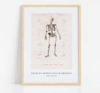 
              Charles Dessalines D'Orbigny - Human skeleton
            
