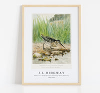 
              J L Ridgway - Wilson's or English Snipe (Gallinago Media, Wilsoni) 1859-1947
            