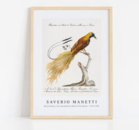 
              Saverio Manetti - Manucodiata, sive paradisaea (Bird of Paradise) 1723-1785
            