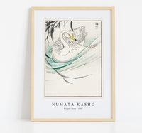 
              Numata Kashu - Wooper Swan illustration from Pictorial Monograph of Birds (1885)
            