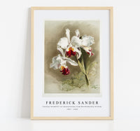 
              Frederick Sander - Cattleya mendellii var measuresiana from Reichenbachia Orchids-1847-1920
            