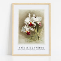 Frederick Sander - Cattleya mendellii var measuresiana from Reichenbachia Orchids-1847-1920