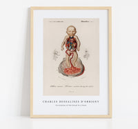 
              Charles Dessalines D'Orbigny - Circulation of the blood In a fetus
            