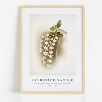 Frederick Sander - Angræcum articulatum from Reichenbachia Orchids-1847-1920