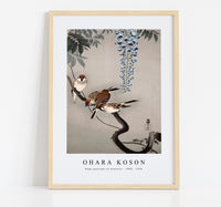 
              Ohara Koson - Ring sparrows at wisteria (1900 - 1936) by Ohara Koson (1877-1945)
            
