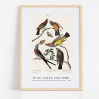 John James Audubon - Arkansaw Flycatcher, Swallow-Tailed Flycatcher and Says Flycatcher from Birds of America (1827)
