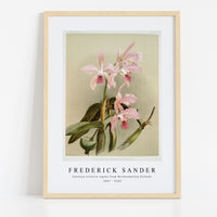 Frederick Sander - Cattleya victoria regina from Reichenbachia Orchids-1847-1920