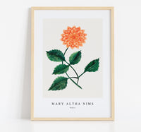 
              Mary Altha Nims - Dahlia
            