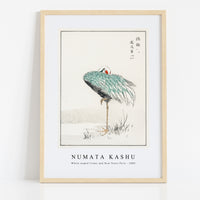 Numata Kashu - White-naped Crane and New Years Fern illustration from Pictorial Monograph of Birds (1885)