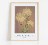 
              Ogawa Kazumasa - Beautiful photomechanical prints of Three Yellow Chrysanthemums (1887–1897)
            