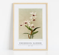 
              Frederick Sander - Cattleya intermedia punctatissima from Reichenbachia Orchids-1847-1920
            